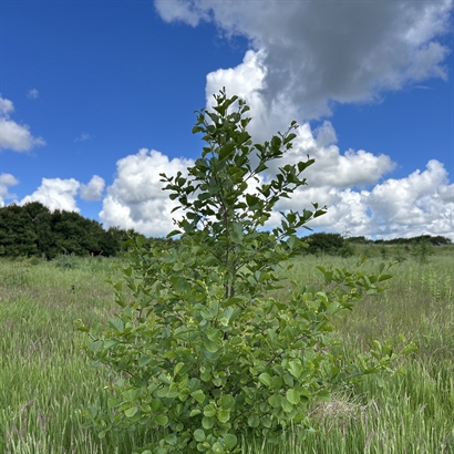 Donation. Plant 10 træer i samarbejde med ECO TREE